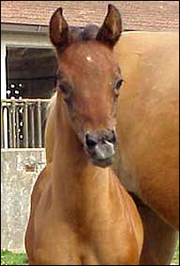 Pieraz-cCyozootech-Stallion