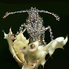 Review of Eye Contact Review of Eye Contact