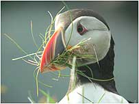 Puffin by Charles Kinsey