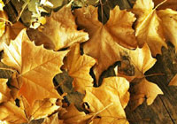 Pic: Autumn Leaves