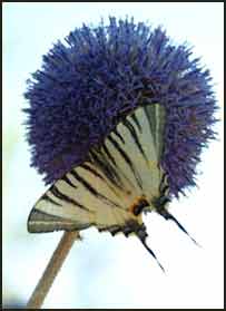 شهپرک با گل خار حرف می زند.