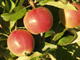 Gala Apples