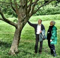 Forest Officer Darryl Ridge inspects the trunk