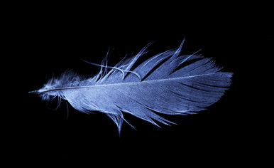 Feather