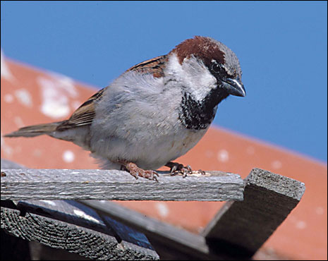 House sparrow