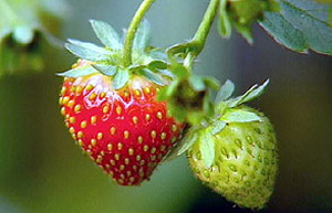 strawberries