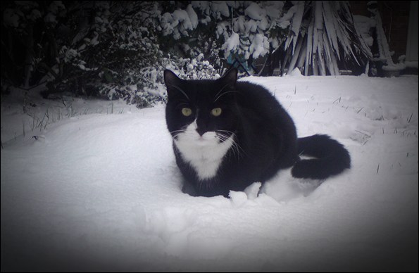 cat-in-snow.jpg