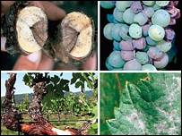 په انګوروکې دقرغنې ناروغي