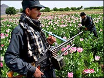 د کوکنارو کرونده په افغانستان کې