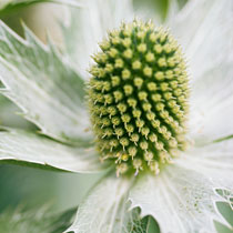 Eryngium giganteum 'Miss Willmott's Ghost'