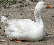 Keeping poultry is England's fastest growing hobby