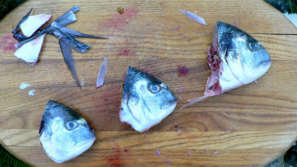 Three fish heads lined up as if flying