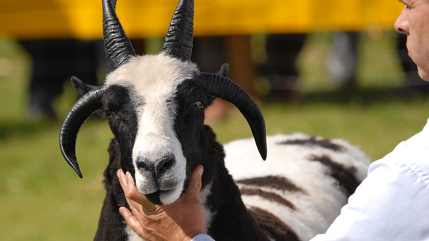 A Reilly shows off a stunning Jacob Sheep. This is an example of the four horned variety, but they can also have two. Both sexes are horned.