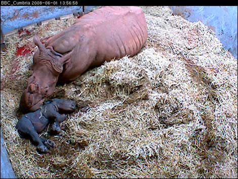 Rhino Birth