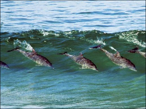 Imagem do fotógrafo Greg Huglin mostra golfinhos surfando na África do Sul