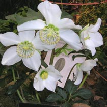 Helleborus niger