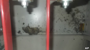 东电说，一只长约25厘米的老鼠尸体上有触电痕迹