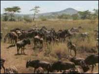 A scene from Ola's African childhood