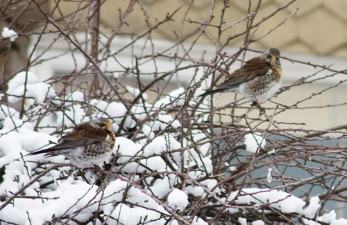 fiedlfares by old lodger