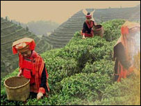 चाय मज़दूरों की हड़ताल