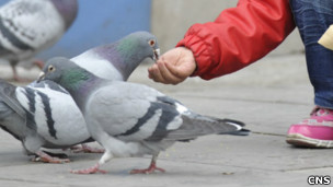 山西太原五一广场一名儿童戴着口罩喂鸽子（中新社图片5/4/2013）