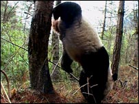 Urso panda plantando bananeira