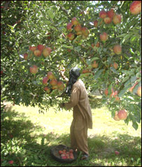 دمڼو راټولول