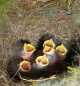 Some newly hatched great tit nestlings. © Simon Evans