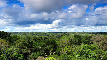 View of the top of the jungle canopy