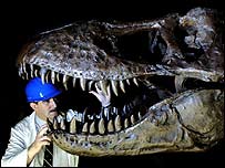 Técnico trabalho em modelo no Museu de História Natural