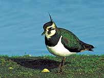 Lapwing (Image c/o Lee Valley Regional Park Authority)