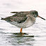 Estuary Activities (Image: Redshank)