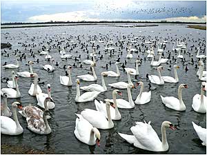 Welney (Image: Swans c/o Michael Selby/WWT)