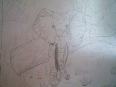 African elephant