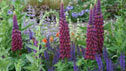 Lupins planted in a show garden