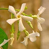 Star jasmine