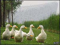 Sân vận động 'Tổ Yến'