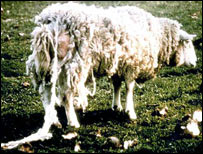 گرگ در حيوانات 