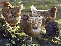 slepice (ilustrační foto)