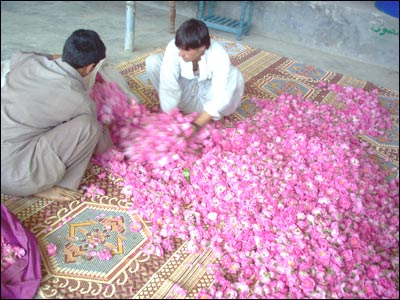 کاريګر دګلابو پاڼۍ هواروي