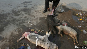 海黄浦打捞死猪尸体