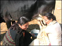 महिलाएँ तो गाय का दूध दोहने