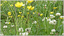 Flower meadow c/o Paul Greenan