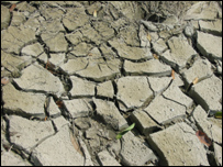 Seceta a afectat cea mai mare parte a culturilor