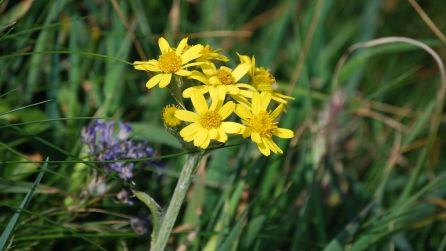 flowers1.jpg