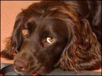 ’کتے کم کیئے جائیں