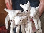 Lambs in farmer's hands