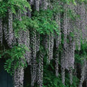 Wisteria, Wisteria 