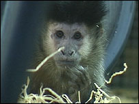 Chilean monkey