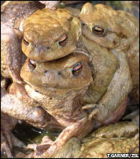 Sapos (Foto: T.Garner/ZSL)